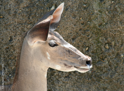 Photo: Portrait of a Kudu Portrait of a Kudu