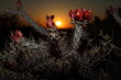 Photo: Cactus Sunset Cactus Sunset