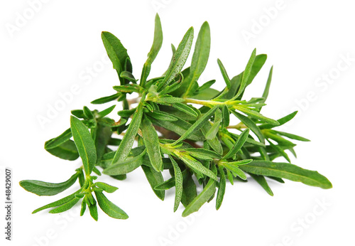 Photo: Thyme fresh herb Thyme fresh herb