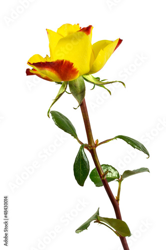 Photo: eine gelbrote Rose eine gelbrote Rose