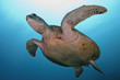Sea turtle close