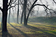 Misty morning