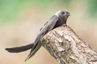 Portrait of an Young Eurasian Swift  / Apus apus