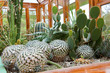 Photo: botanical garden botanical garden