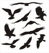 birds of prey