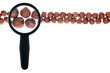 Peeled hazelnut with a magnifying glass