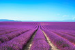 Lavender flower blooming fields on sunset. Valensole provence