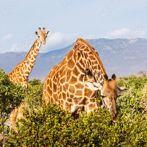 Photo: Free Giraffe in Kenya Free Giraffe in Kenya