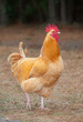 Photo: Parading rooster Parading rooster