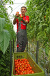 Foto: Farmer picking tomato in a greenhouse Farmer picking tomato in a greenhouse