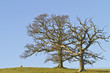 Two leafless winter trees against a blue sky