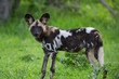 African Wild dog