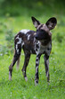 African Wild dog