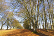 Avenue of deciduous trees in winter