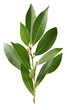 Leaves of laurel