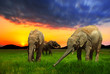 Photo: Elephants at sunset Elephants at sunset