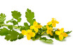 greater celandine