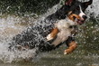 Appenzeller springt übers  Wasser
