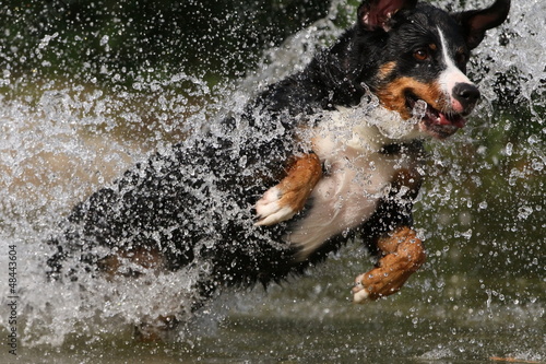 Photo: Appenzeller springt übers Wasser Appenzeller springt übers Wasser