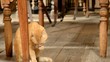 Katzen