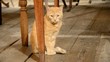 Katzen