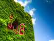 Ivy and window