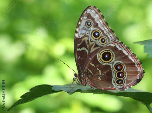 Photo: Blue Morpho Butterfly Blue Morpho Butterfly