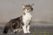 Kesser Katzenwelpe