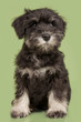 Zwergschnauzer puppy