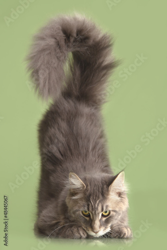 Photo: Maine coon cat Maine coon cat
