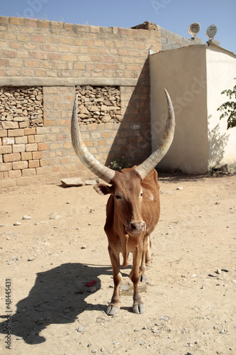 Photo: mucca africana mucca africana