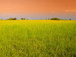 Beautiful summer landscape