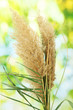 reeds on green background