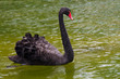 Black Swan (Cygnus atratus)