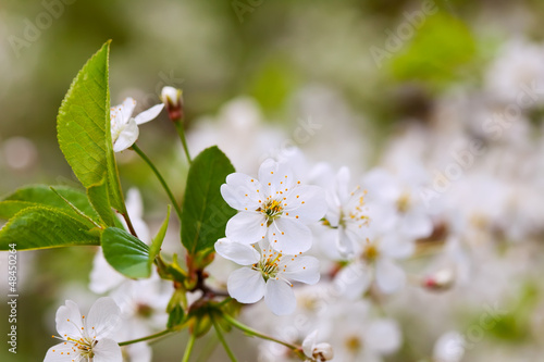 Photo: blooms tree branch against blur background blooms tree branch against blur background