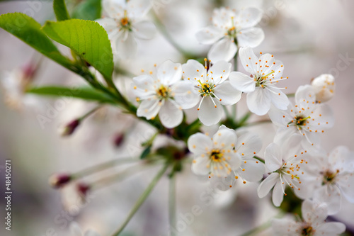 Photo: cherry tree branch in spring cherry tree branch in spring