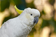 White parrot bird