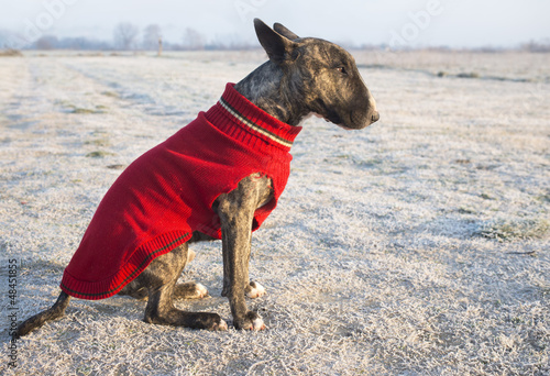 Photo: dressed bull terrier dressed bull terrier