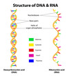 Vector: Structure DNA and RNA molecule. Vector Structure DNA and RNA molecule. Vector