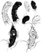 Vector: silhouettes of feathers silhouettes of feathers