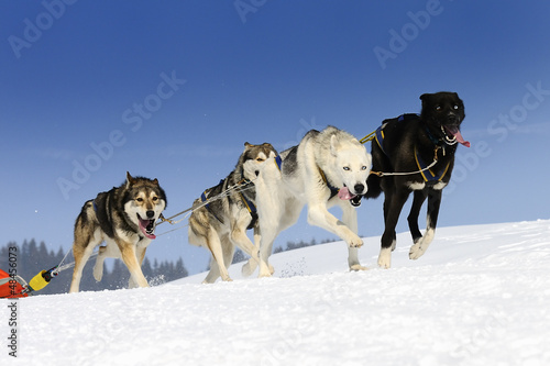 Photo: sportive dogs sportive dogs