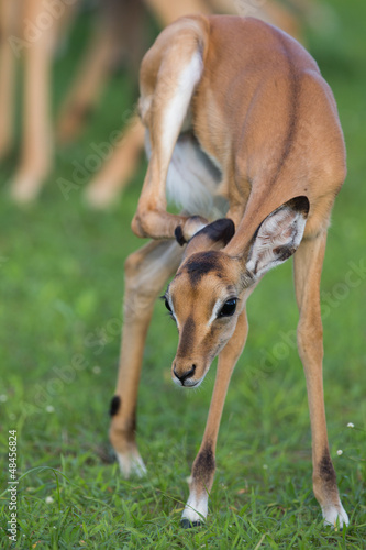 Photo: Puku baby Puku baby