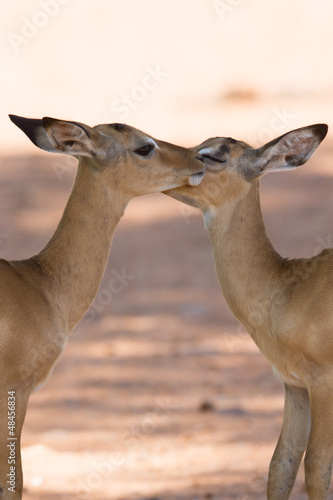 Photo: Puku's kissing Puku's kissing