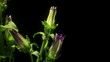 Bellflower Time-lapse