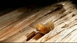 Holzwurm, Holzbock Larve im Stamm eines Baumes