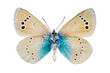 Foto: Glaucopsyche alexis (Green-underside Blue) Glaucopsyche alexis (Green-underside Blue)