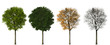 Tree - Four Seasons