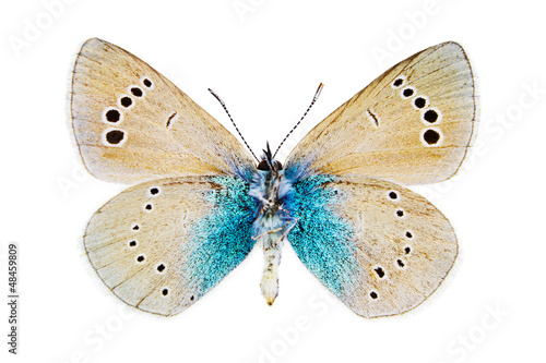 Photo: Glaucopsyche alexis (Green-underside Blue) Glaucopsyche alexis (Green-underside Blue)