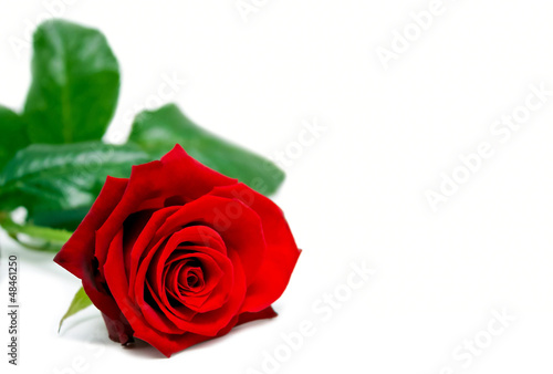 Photo: Rose mit Textfreiraum f. Valentins-/Muttertag/Hochzeit Rose mit Textfreiraum f. Valentins-/Muttertag/Hochzeit