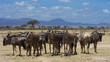 Branco di gnu